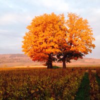 Jane Eyre (@janeeyrewines) 's Twitter Profile