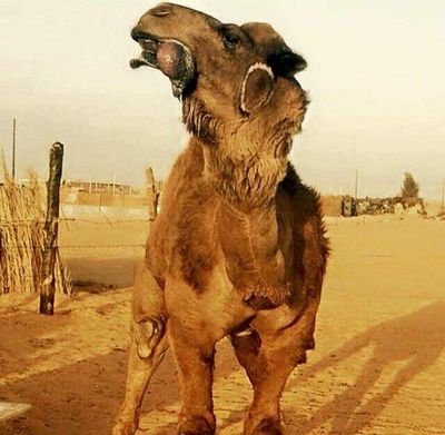 o4GRKRbHQrhGdU4's profile picture. فكري حاير تميت تايه مالقيت دباير مافهمت شن هو الوضع شن الي صاير تحلف علينا غير صور مسكر هذا جوابي ليك فيش انفكر