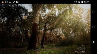 Asociación de vecinos de Cobrana (El Bierzo) enamorados de su ruta botánica de los Alcornocales y todo su entorno.
https://t.co/VA1TPwZpO5