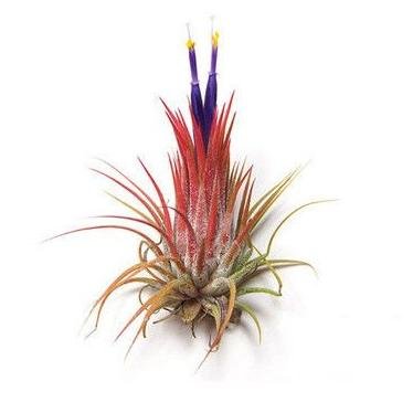 airplantcompany's profile picture. Air Plant Supplier and Unique Gifts