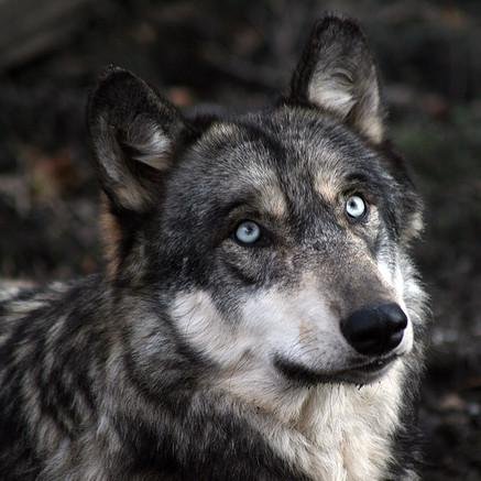 MRes Wildlife Conservation student @ Southampton Uni. 
Greatly interested in wolf reintroduction and conservation in arctic/taïga conditions!