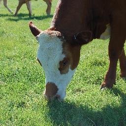 Tracks the progress of English beef producers in getting more beef from grass and forage