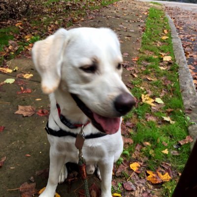 FitHealthy_Pet's profile picture. All about the #pets we love and how to keep them and us #healthy, #fit and #happy.  dogs #cats #horses...