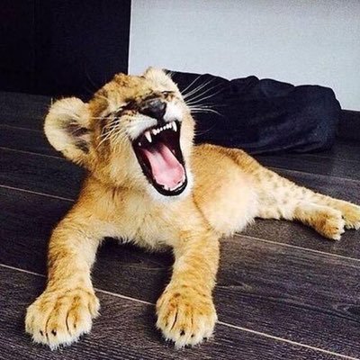 BvsicBitvh's profile picture. daily dosage of basic bitches