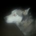 WOLFMEDYA (@wolfmedya) Twitter profile photo WOLFMEDYA (@wolfmedya) Twitter profile photo