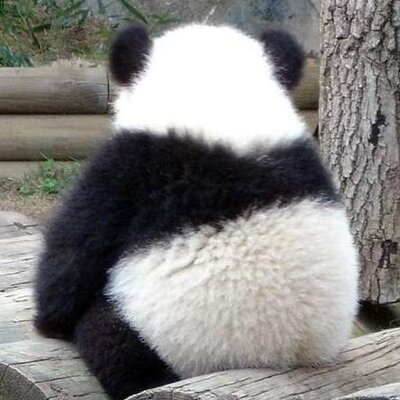 skyrogue's profile image
