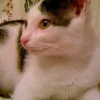 奥泉光 (@okuizm) 's Twitter Profile Photo