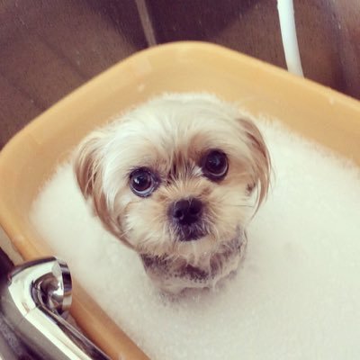 きなこはんさんのプロフィール画像