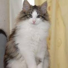 kamu_name_cat's profile picture. 可愛いノルウェジャンを紹介していくよ☆