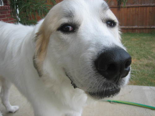 Hello Newman!