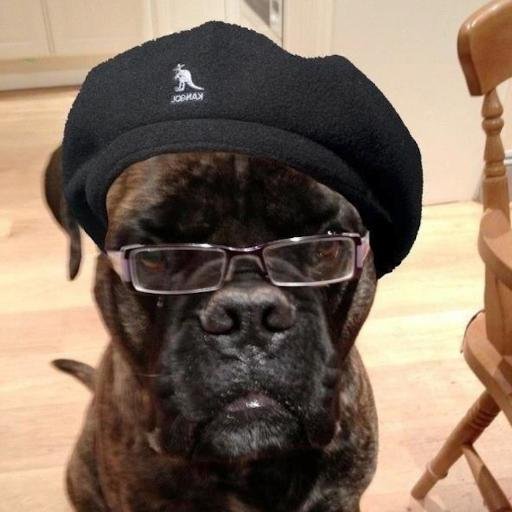 korttax's profile picture. potät tomat