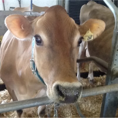 cook8870's profile picture. Producing high quality milk....why mess with a good thing!!!