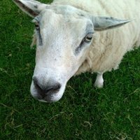 (June) emily sheep(@emily_mhh1) 's Twitter Profile Photo