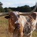 Kathy Harston (@harstonkathy) Twitter profile photo