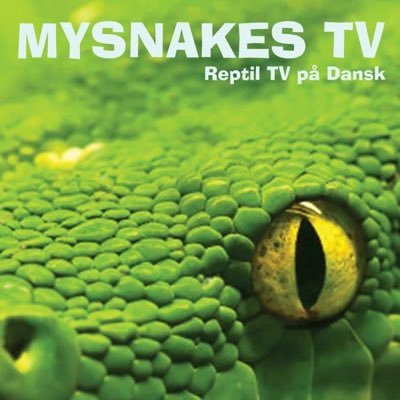 Dansk krybdyrs Tv, følg os på YouTube, Facebook og her på Twitter