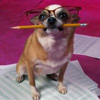 Marley (@barkinbro) 's Twitter Profile