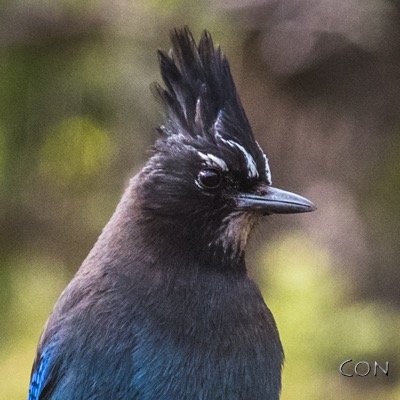 condaily's profile picture. photographing my world