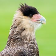 blackkite's profile picture. 