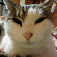 文吾 (@bungo13) 's Twitter Profile Photo
