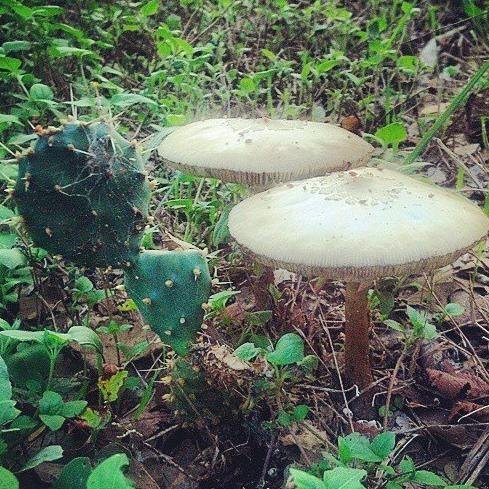 nature lover\\ dirt worshipper\\witchy woman\\herbalist & director of the Wildflower School posting on plants\food\health\ politics https://t.co/SCqqESBXpp