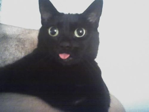 deadthingsgrrl's profile picture. Snuff Stuffies, the cutest Osteo-Oddities!