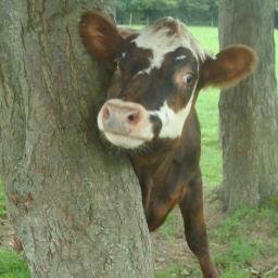 HuglettsWood's profile picture. 