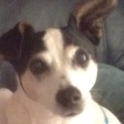 The doge.The only doge.The only true doge.