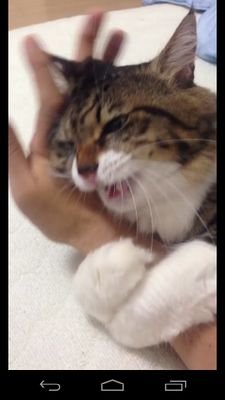 shachineko22's profile picture. ｾｸﾏｲ　　EXILE　(L)GBT
学生　青森　　友達募集
疲れた.....癒されたい　社会人になって折れぎみ　同じ同性愛の方とお近づきになりたい