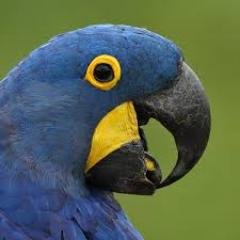 A Macaw tweets their thoughts and feelings in the form of blessings and quotes. (Parody Account)