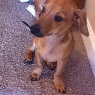 xXAOXxGaming2's profile picture. Go subscribe to my youtube at: https://t.co/KeF551Lsp2 Competitive CS:GO and COD player. Official Leader of clan Ferodize_