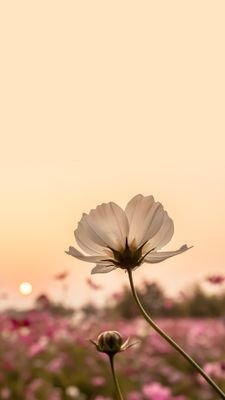 teatree1050's profile picture. お友達募集していません。間違えてフォローボタン押してしまう時あります。ごめんなさい。