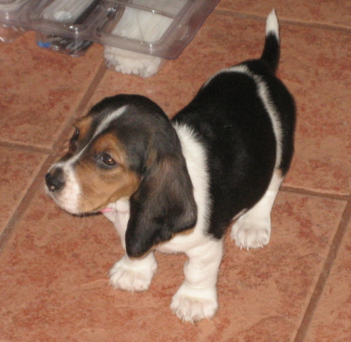 Husband of 1. Father of 2. Right-handed. All-around good guy, bon vivant, and raconteur. To top it all off, my dog is a Basset Hound, so I win.