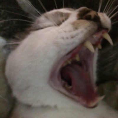 _tayakun's profile picture. やきうがすきです ほっかいどうがすきです くらしっくがたまらん インフラ寄りの人