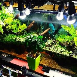 観賞魚 ディスカス シュリンプ ベタ 水草 金魚 海水魚 アクアリウム テラリウム 専門店 ZERO ゼロ 公式twitter 詳しくはブログまで。 私と連絡を取れるWowApp(完全無料アプリ)の登録はこちらから ↓ https://t.co/vT1WyOmx6u