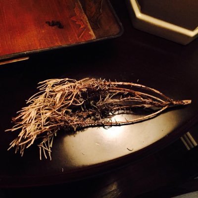 reevurb's profile picture. i love nice humans yo