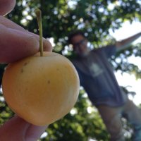 Cider Brian (@chicagocider) 's Twitter Profile