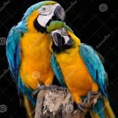A macaw tweets their thoughts and feelings in the form of blessings and quotes. (Parody Account)