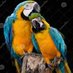 SweetTweets (@blessingmacaw) Twitter profile photo SweetTweets (@blessingmacaw) Twitter profile photo