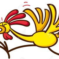 Chicken Trainer (@chicken_trainer) 's Twitter Profile