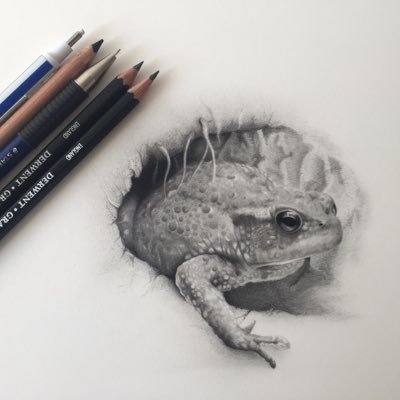 Im a self taught artist,with a particular interest in wildlife art, and canine portraits.Pastel pencils and soft pastels being my favourite mediums to use.