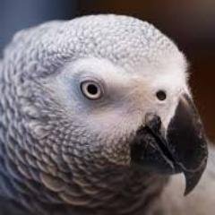 A parrot tweets their thoughts and feelings in the form of blessings and quotes. (Parody Account)