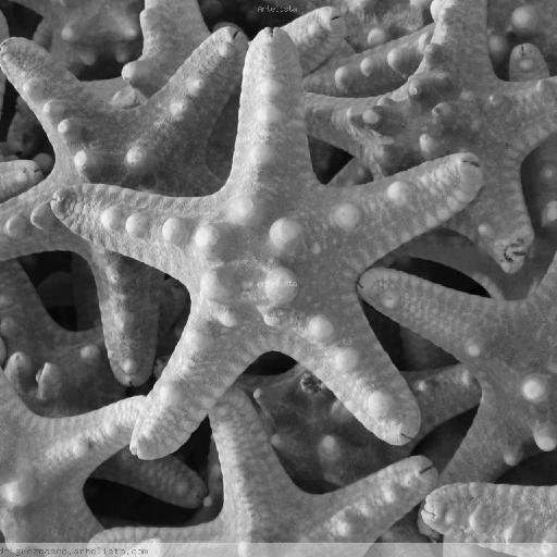 nromerolaorden's profile picture. Medical Oncologist