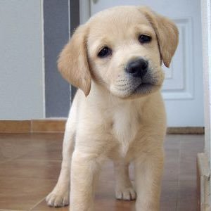 ღ • Just Labradors