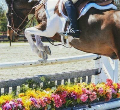 ToTheJudgesLine's profile picture. I'm a bucket of fun I promise