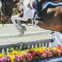 Meme Queen (@tothejudgesline) 's Twitter Profile