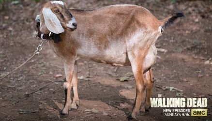 TabithaGoat's profile picture. Just a goat on TWD



@jessica_paige5
