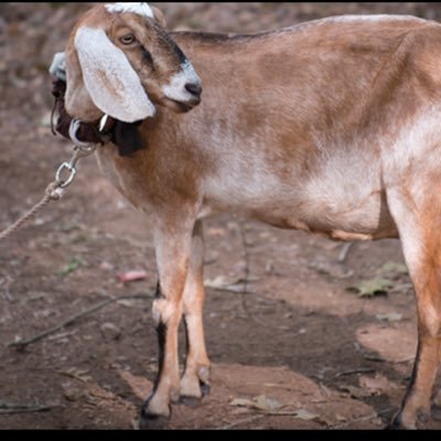 TheGoatTabatha's profile picture. 