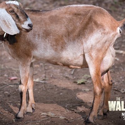 Tabitha_Goat's profile picture. Just a goat loving life with my owner Eastman Original account.