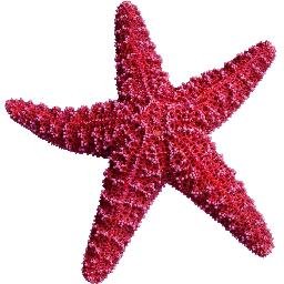 sea star imthestarfish twitter