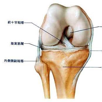 僕は前十字靭帯だよ！！切れやすいから気をつけてね！
